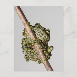 Cartão Postal Vietnamese Mossy Frog on a Branch