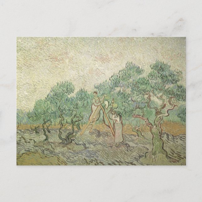 Cartão Postal Vincent van Gogh - Olive Picking (Frente)