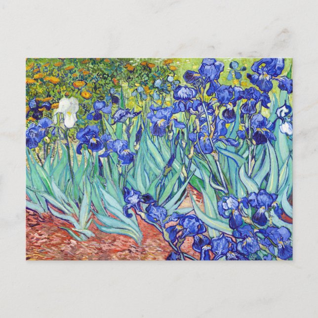 Cartão Postal Vincent Van Gogh pintando Íris (Frente)