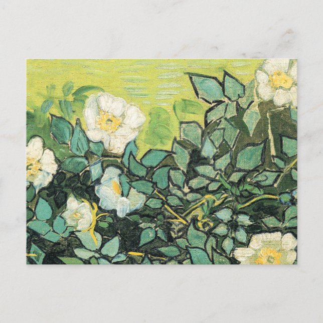 Cartão Postal Vincent Van Gogh - Rosas selvagens 1890 (Frente)