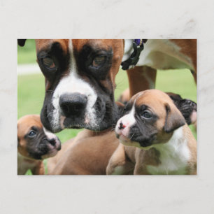 Cartão Postal Vindy e Pups - Foto 09