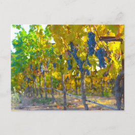 Cartão Postal Vineyard, Califórnia em Napa