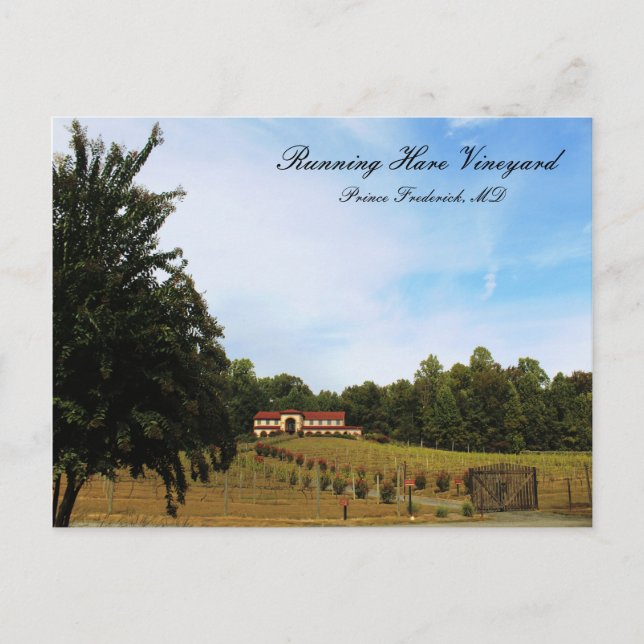 Cartão Postal Vineyard de Raça (Frente)