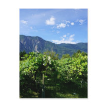 Vineyard Southern BC, Canadá