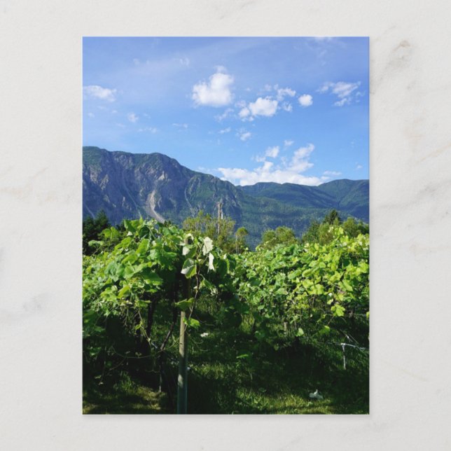 Cartão Postal Vineyard Southern BC, Canadá (Frente)