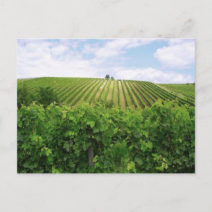 Cartão Postal Vineyard - Vignoble