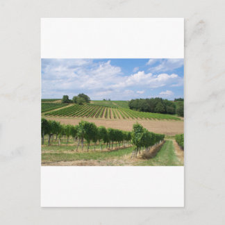Cartão Postal Vineyard - Vignoble (Bordeaux - France) 04