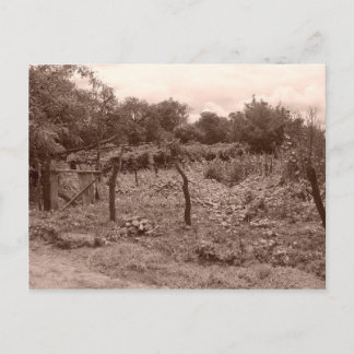 Cartão Postal Vinha abandonada 2