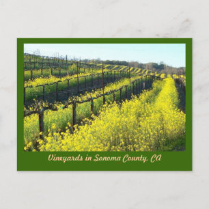 Cartão Postal Vinhas com Sementes de Mostarda, distrito de Sonom