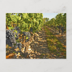 Cartão Postal Vinhas de Cabernet Sauvignon em uma fileira na