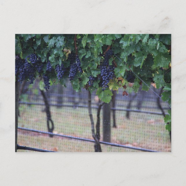 Cartão Postal Vinhas De Uvas (Frente)