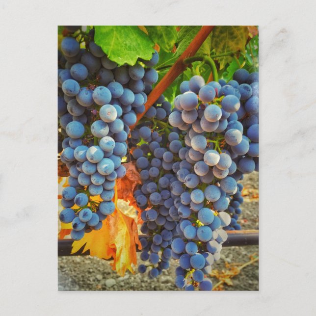Cartão Postal Vinhas em Napa Valley (Frente)