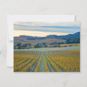 Cartão Postal Vinhas em Napa Valley Vineyard no Sunset