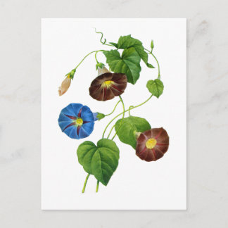 Cartão Postal Vinhas Gloriosas de Manhã Azul e Roxo, em Redoute