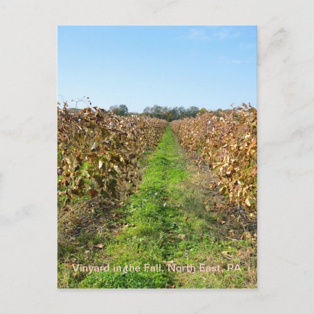 Cartão Postal Vinhas no Nordeste da PA (Frente)