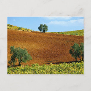 Cartão Postal Vinhas perto de Montilla, Andaluzia, Espanha na C