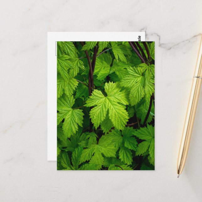 Cartão Postal Vinhas verdes (Frente/Verso In Situ)