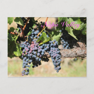 Cartão Postal Vinho clássico do Vale do Napa na Califórnia