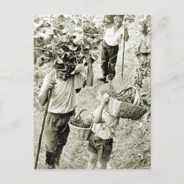 Cartão Postal Vinho fazer Vinho Vinho (Frente)