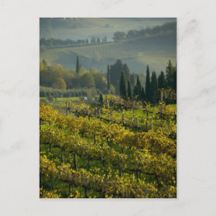 Cartão Postal Vinícola, Toscana, Itália