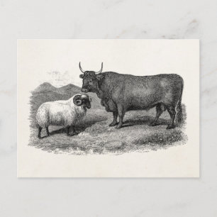 Cartão Postal Vintage 1800s Bull Ovinos Illustration Retro Fazen