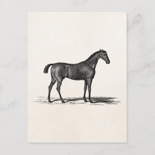 Cartão Postal Vintage 1800s - Cavalo Raça Inglês - Cavalos Cor