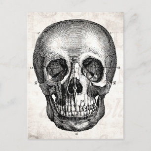 Cartão Postal Vintage 1800s Crânio Retro Anatômico Desenho Ant
