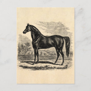Cartão Postal Vintage 1800s Horse - Modelo Morgan Equestrian
