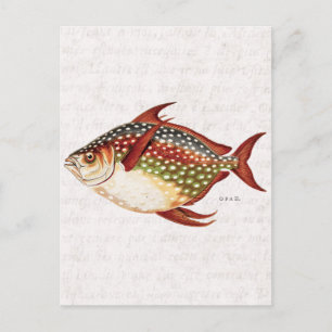 Cartão Postal Vintage 1800s Opah Tropical Sporting Fish Drawing
