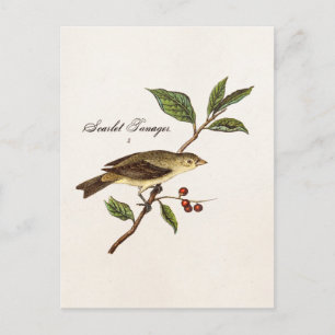 Cartão Postal Vintage 1800s Scarlet Tanager Bird Songbird Birds