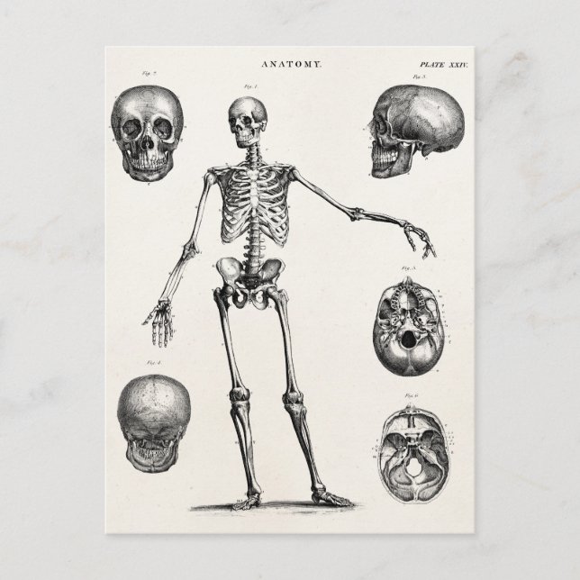 Cartão Postal Vintage 1800s Skeleton Antique Anatomy Skeletons (Frente)