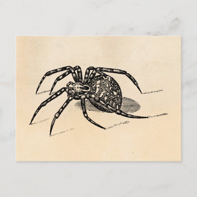 Cartão Postal Vintage 1800s Spider Illustration Modelo (Frente)