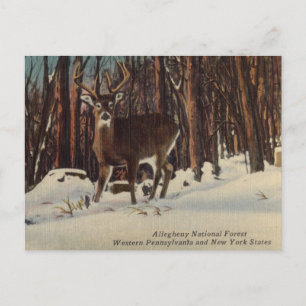 Cartão Postal Vintage Alegheny National Forest, Pensilvânia