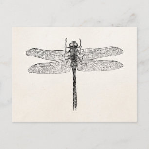 Cartão Postal Vintage American Dragonfly Dragon Modelo