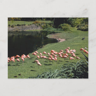 Cartão postal Vintage American Scenery