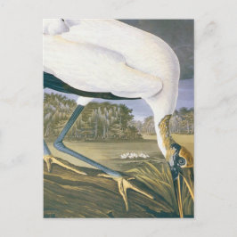 Cartão Postal Vintage American Storm por John James Audubon