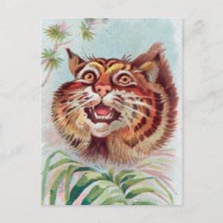 Cartão postal Vintage American Wild Cat