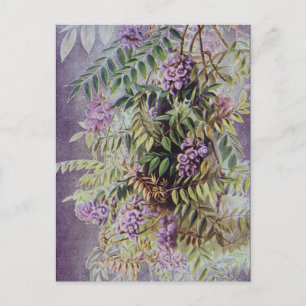 Cartão Postal Vintage American Wisteria Purple Flowers Floral