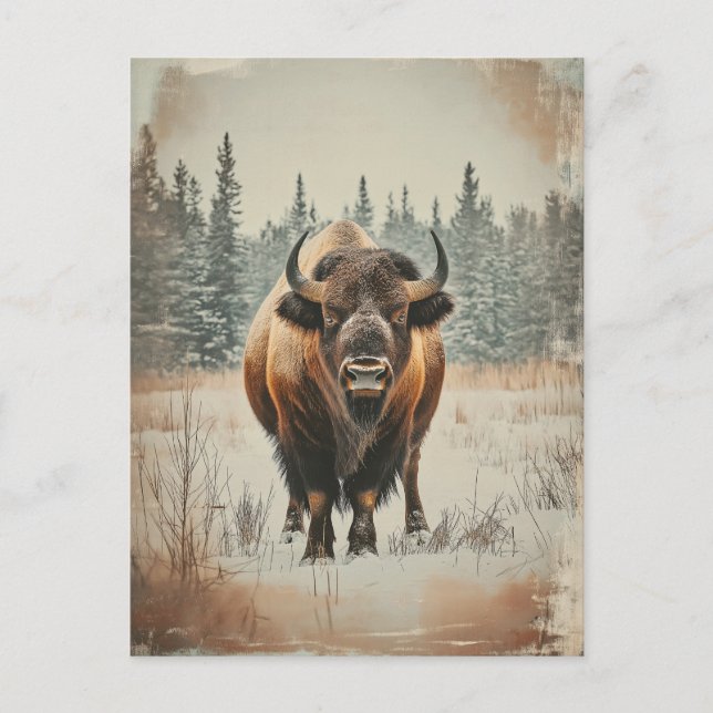 Cartão Postal Vintage Amerikanischer Büffel Bison im Winter (Frente)