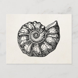 Cartão Postal Vintage Ammonite Seashell Fossil Shell Modelo