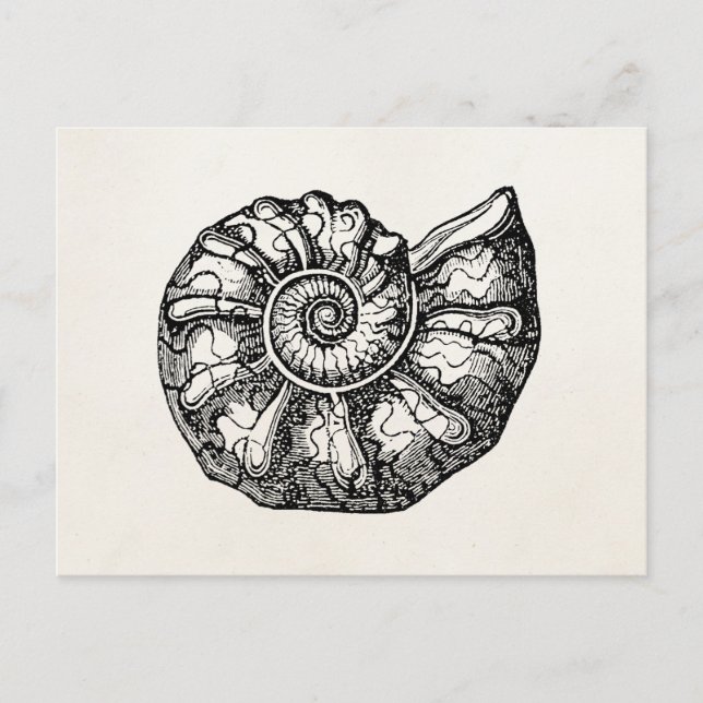 Cartão Postal Vintage Ammonite Seashell Fossil Shell Modelo (Frente)