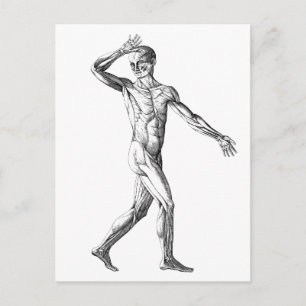 Cartão Postal Vintage Anatomia Humana, Músculos do Corpo Mascul