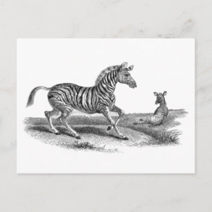 Cartão postal Vintage Art Zebra e Foto Animal