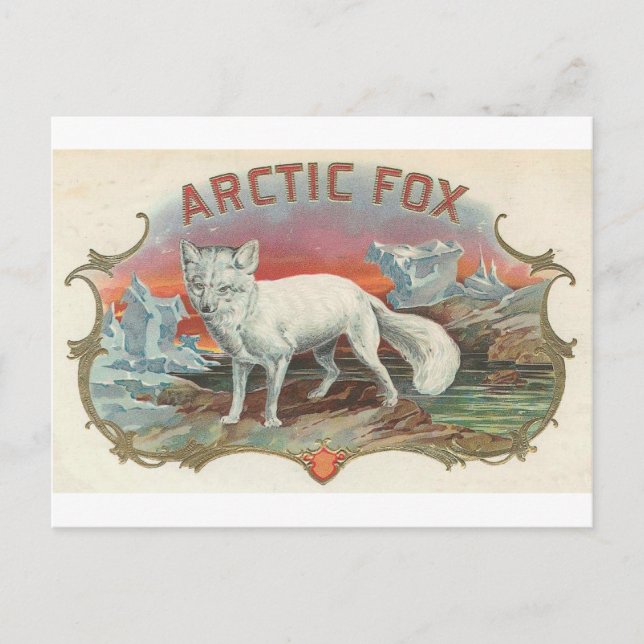 Cartão Postal Vintage Artic Fox (Frente)