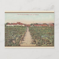 Cartão Postal Vintage Asti California Wine Cellars