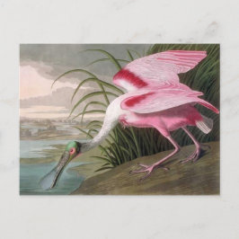 Cartão Postal Vintage Audubon Illustration Spoonbill Bird