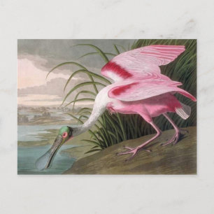 Cartão Postal Vintage Audubon Illustration Spoonbill Bird