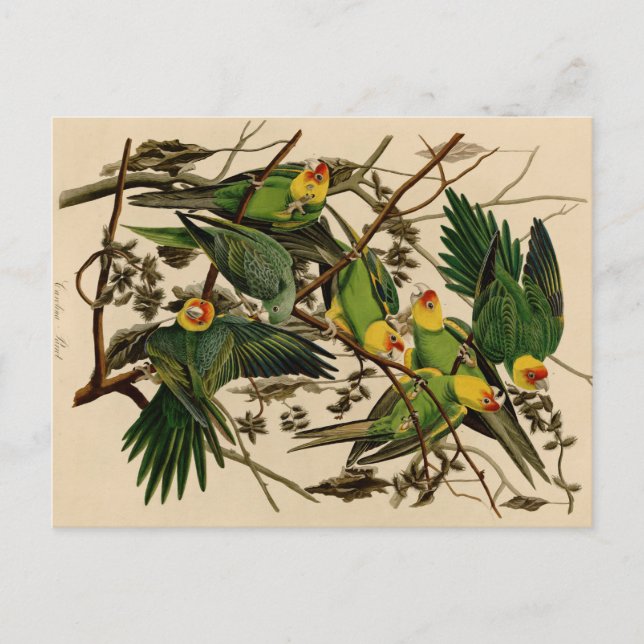 Cartão Postal Vintage Audubon Parrot (Frente)