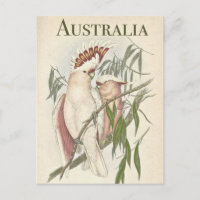 Cartão postal Vintage australiano Galah