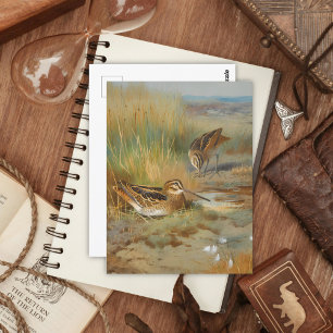 Cartão Postal Vintage, aves de capoeira ilustradas